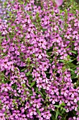 ANGELONIA SUNGELONIA DEEP PINK