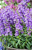 ANGELONIA ANGUSTIFOLIA CARITA PURPLE