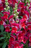 ANTIRRHINUM MAJUS ARROW RED YELLOW BICOLOR