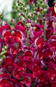 ANTIRRHINUM MAJUS ARROW RED YELLOW BICOLOR