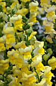 ANTIRRHINUM MAJUS ARROW YELLOW