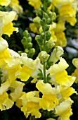 ANTIRRHINUM MAJUS ARROW YELLOW