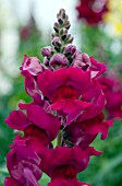 ANTIRRHINUM MAJUS SONNET BURGUNDY