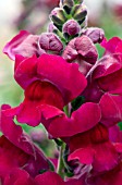 ANTIRRHINUM MAJUS SONNET BURGUNDY