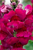 ANTIRRHINUM MAJUS SONNET BURGUNDY