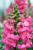 ANTIRRHINUM MAJUS SONNET ROSE