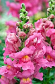 ANTIRRHINUM MAJUS SONNET ROSE