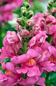 ANTIRRHINUM MAJUS SONNET ROSE