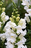 ANTIRRHINUM MAJUS SONNET WHITE