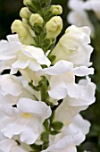 ANTIRRHINUM MAJUS SONNET WHITE