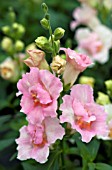 ANTIRRHINUM MAJUS TWINNY APPLEBLOSSOM