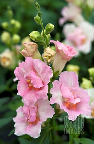 ANTIRRHINUM_MAJUS_TWINNY_APPLEBLOSSOM