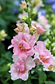 ANTIRRHINUM MAJUS TWINNY APPLEBLOSSOM