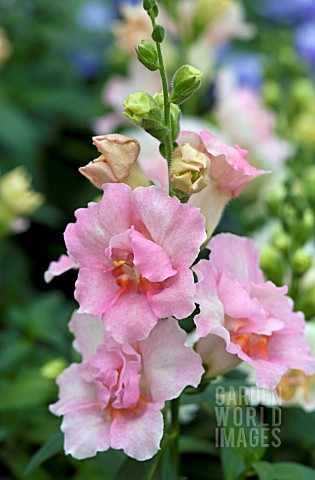 ANTIRRHINUM_MAJUS_TWINNY_APPLEBLOSSOM