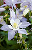 AQUILEGIA ORIGAMI BLUE AND WHITE