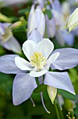 AQUILEGIA ORIGAMI BLUE AND WHITE