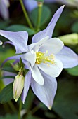 AQUILEGIA ORIGAMI BLUE AND WHITE