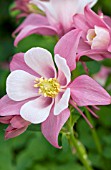 AQUILEGIA ORIGAMI ROSE AND WHITE