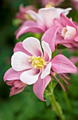 AQUILEGIA ORIGAMI ROSE AND WHITE