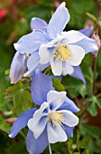 AQUILEGIA SONGBIRD BLUEBIRD