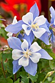 AQUILEGIA SONGBIRD BLUEBIRD