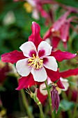 AQUILEGIA SONGBIRD CARDINAL