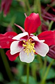 AQUILEGIA SONGBIRD CARDINAL