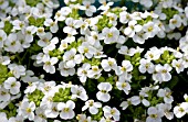 ARABIS LITTLE TREASURE WHITE