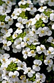 ARABIS LITTLE TREASURE WHITE