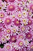 ARGYRANTHEMUM MADEIRA CRESTED VIOLET