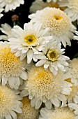 ARGYRANTHEMUM MADEIRA IVORY