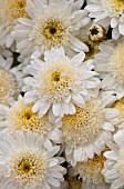 ARGYRANTHEMUM MADEIRA IVORY