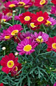 ARGYRANTHEMUM FRUTESCENS SASSY RED