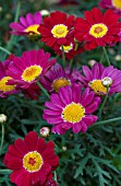 ARGYRANTHEMUM FRUTESCENS SASSY RED