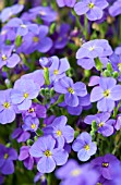 AUBRIETA AUDREY BLUE SHADES