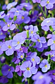 AUBRIETA AUDREY BLUE SHADES