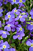 AUBRIETA AUDREY LIGHT BLUE