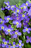 AUBRIETA AUDREY LIGHT BLUE