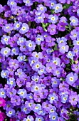 AUBRIETA HYBRIDA AXCENT BLUE WITH EYE