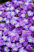 AUBRIETA HYBRIDA AXCENT BLUE WITH EYE