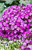 AUBRIETA HYBRIDA AXCENT DARK RED