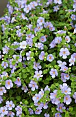 BACOPA CALYPSO JUMBO LAVENDER