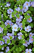 BACOPA CALYPSO JUMBO LAVENDER