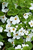 BACOPA CALYPSO JUMBO WHITE