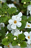 BACOPA CALYPSO JUMBO WHITE