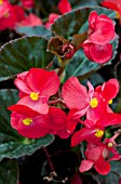 BEGONIA BIG RED BRONZE LEAF