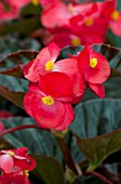 BEGONIA BIG RED BRONZE LEAF