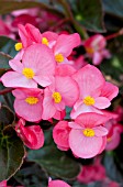 BEGONIA BIG ROSE BRONZE LEAF