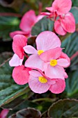 BEGONIA BIG ROSE BRONZE LEAF