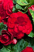 BEGONIA BLISS SCARLET